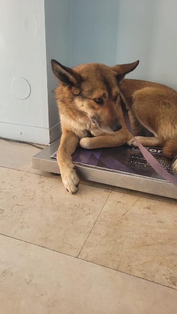 Anais, la nostra splendida lupetta Foto 4